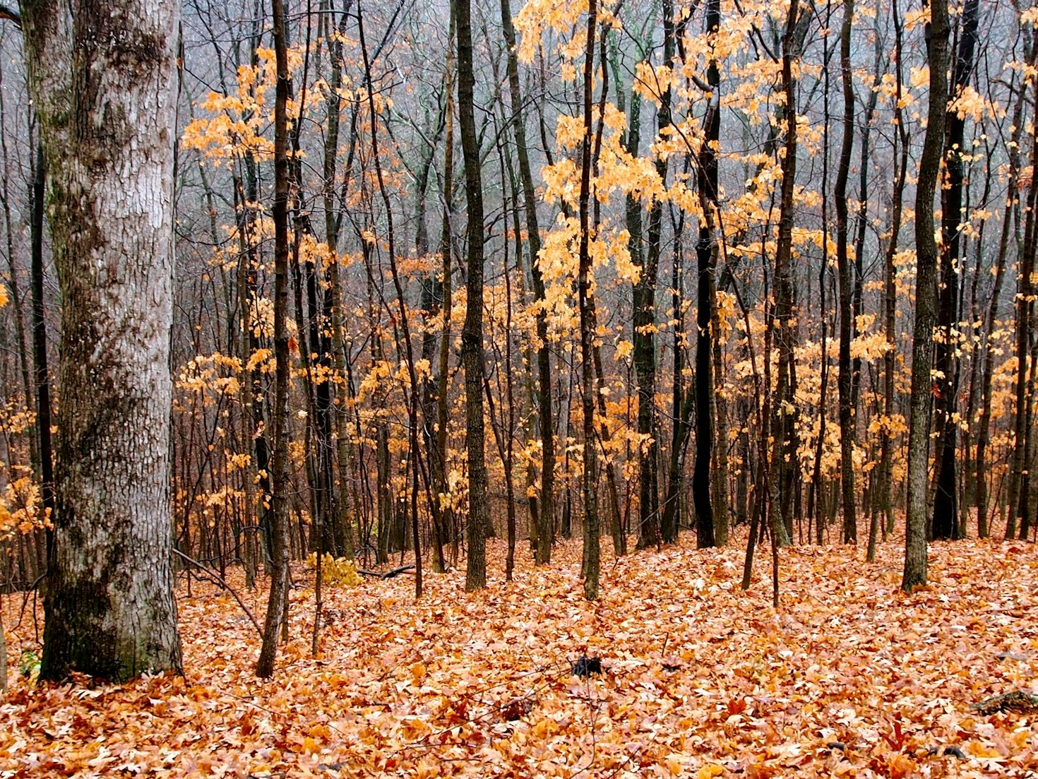 Why the Missouri Ozarks Are Perfect for Homesteaders